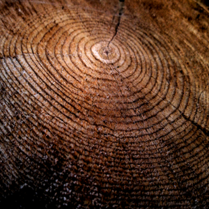 tree rings