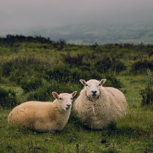 Wales sheep