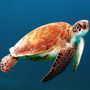 sea turtle