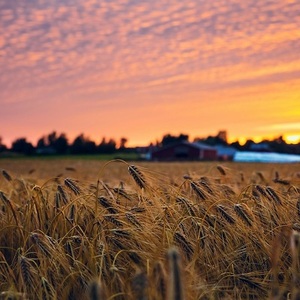 Rye Field