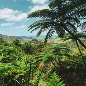 Daintree Rainforest Australia