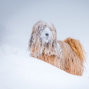 Albedo Effect Snow