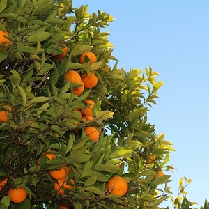 orange tree